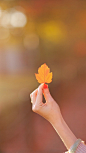 在秋季，我们需要拾缀一枚秋叶，将它夹在心的扉页，叶的纹路，就是自己曾经的历程。