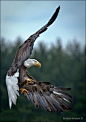 Eagles come in all shapes and sizes, but you will recognize them chiefly by their attitudes. E. F. Schumacher