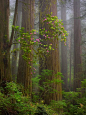 gyclli:

Redwood forest… CaliforniaLife in the Trees

 ***  ByMarc Adamus

