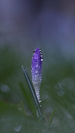 雨点点儿采集到那一点露珠