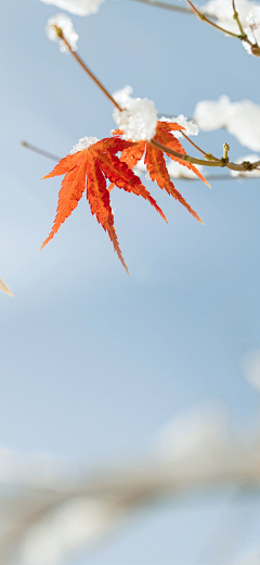 不正就是歪采集到节日节气素材