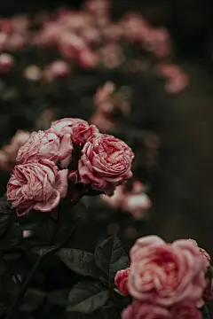 玫瑰花高清摄影素材