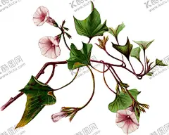 英式复古玫瑰花卉艺术装饰PNG 【酷图网】叶子,植物,碎花,招贴,请柬,婚礼,婚庆,活动,展板,海报,窗帘,床单,桌布,布料,透明,png,格式,花型,手绘,水彩,山脉,鸟,玫瑰,花卉,花环,请假,卡片,装饰,元素,免抠,素材,贺卡,