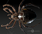 Araneus diadematus, Dariusz Andrulonis : New render for  objects made for educational portal.