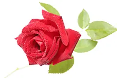 爱情，情侣，玫瑰花，女生节背景，红色玫瑰花，鲜花，花朵，七夕节背景，爱情，妇女节背景，情人节背景，爱情，love，818A4716 – 饿狐背景网站-微距高清设计素材免费图片下载海报壁纸摄影背景素材，背景图，背景墙，背景板，背景图片，背景纹理，背景板设计，背景材质，背景大图