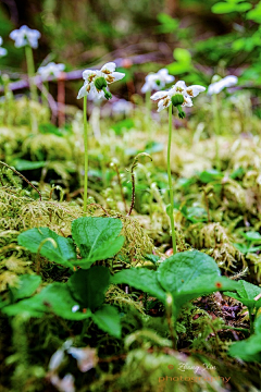 丹琪采集到野花