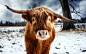 General 1920x1200 nature animals cows horns snow winter trees