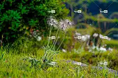 花 白头翁 野花 春天 大韩民国 美丽的花朵 植物 特写 花壁纸