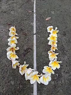 用鸡蛋花写的英文字母。这些是黄白色鸡蛋花