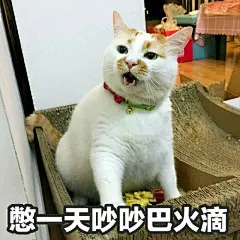 求这个猫的图_表情包吧_百度贴吧