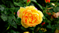 Selective Focus Photography of Yellow Rose Flower