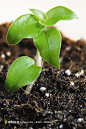 幼苗嫩芽-植物种子新苗高清摄影图片素材
