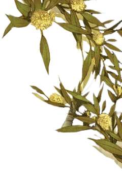不见荷丶采集到植物花枝花簇PNG