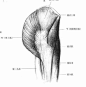 百度图片搜索_艺用人体解剖的搜索结果