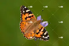 彩绘女士 蝴蝶 昆虫 花壁纸 花 授粉 翅膀 植物 花园 自然