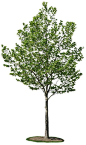 CROPPED TREES COLLECTIONS http://www.archivitamins.com/our-finest-cropped-trees-collection/: 