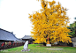 是西安古观音禅寺1400年前李世民亲手种植的古银杏树