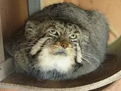 兔狲，世界上最古老的猫科动物之一。外貌彪悍，栖息于险恶的荒漠和山地之中，可事实上他也是个脆弱的小公主，抗病毒能力低，且遭到乱捕滥杀，濒临灭绝……希望大家抵制非法买卖，保护生态环境，让兔狲长久平安地生存下去，继续快乐地做表情包霸主 ​​​​