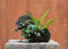 bananala采集到植物素材