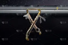 按蚊是双翅目按蚊(蚊幼虫)在水中教育的一种。