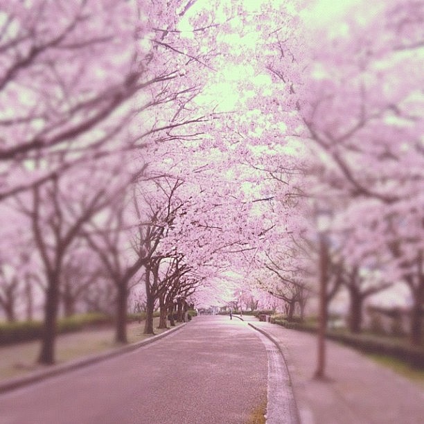 sakura blossoms in J...