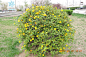 棣棠花 Kerria japonica (L.) DC. 中国植物图像库