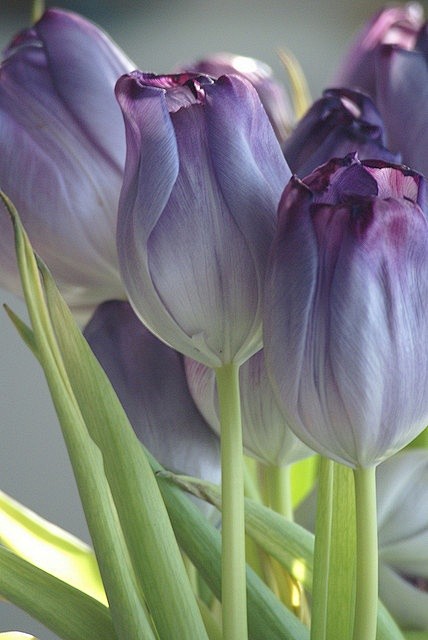 Purple Tulips