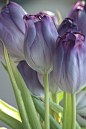 Purple Tulips紫色郁金香