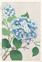 Hydrangea from Shodo Kawarazaki Spring Flower Japanese Woodblock Prints