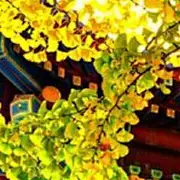 火梅林