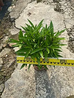驳骨丹