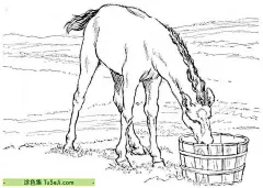 11张优雅的独角兽和可爱的少女及更多小马驹涂色画打印大图！ | 涂色集，涂色画打印大图 : 独角兽和少女的涂色卡通是一个充满想象和创意的主题，非常适合喜欢绘画和色彩的人。以下是一些关于如何创作独角兽和少女涂色卡通的建议：草图设计：首先，画出独角兽和少女的基本形状。独角兽可以有一只或多只角，通常还会有翅膀和尾巴。少女的形象可以是任何 11张优雅的独角兽和可爱的少女及更多小马驹涂色画打印大图！