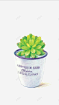 手绘多肉植物 平面电商 创意素材