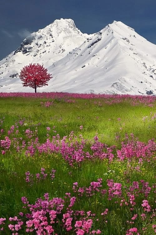 阿尔卑斯的鲜花。