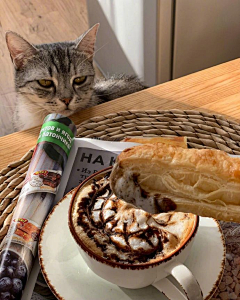 嗷呜呜嚎呜嗷呜呜采集到猫