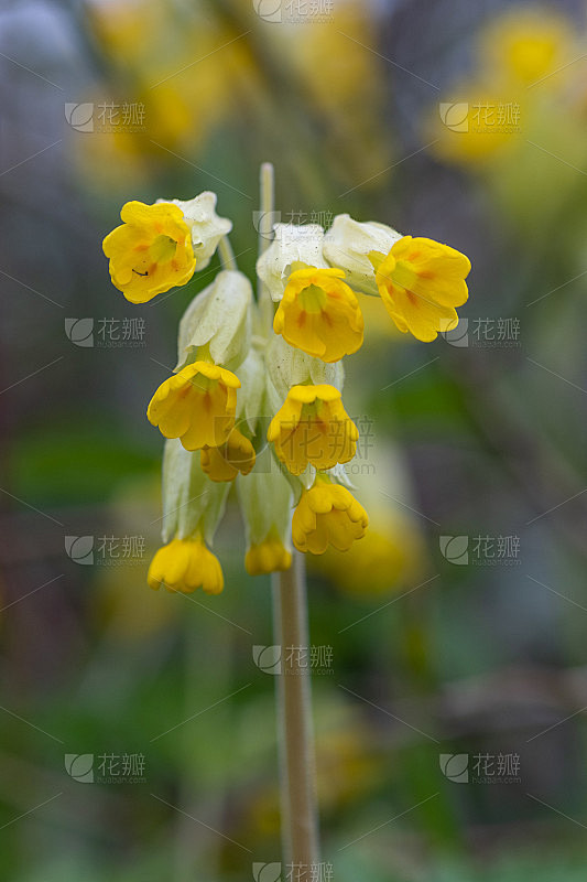 Cowslips (primula veris)