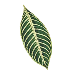 HTC_Heritage Library_All The LeavesElement 7