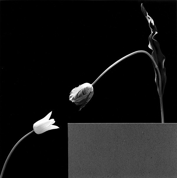 Robert Mapplethorpe