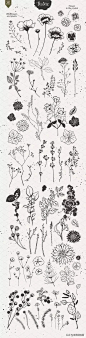 各种植物线稿植物手绘百科全书系列，造型多样更有艺术性