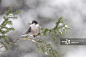 Gray Jay ,Perisoreus canadensis,, Algonquin Provincial Park, Ontario, Canada详情 - 创意图片 - 视觉中国 VCG.COM