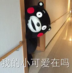 我的小可爱在吗熊本熊表情包-堆糖,美好生活研