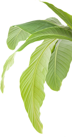XM丿采集到动物-植物