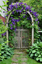 Clematis arbor