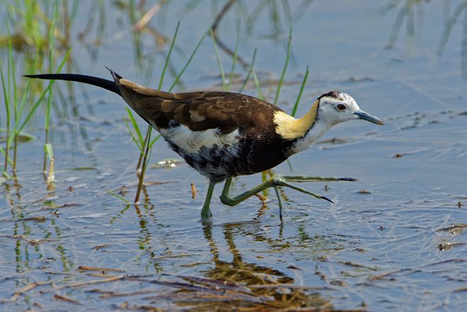 水雉是鸻形目水雉科的一种中小型鸟类分布于中国南方南亚次大陆及