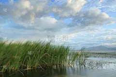 草,洱海,大理,水,云景,天空,非都市风光,水平画幅,无人,户外