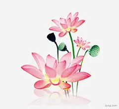 粉色手绘荷花荷花|手绘荷花|粉色荷叶|莲蓬|水珠|西湖|公园|游玩季|傲骨的荷花|国画|山水画|池塘|荷花|手绘|粉色|水墨荷花|荷花装饰|荷花池塘|荷花花朵|荷花莲花|水彩荷花|矢量荷花|花荷花粉色|荷花艺术字|粉色荷花|荷花盛开|中国风荷花|荷花与荷叶|荷花叶|荷叶和荷花|荷花图案|荷花莲子|手绘荷花|荷花粉色|植物荷花