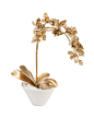 Gold On The Rocks - Botanicals - Accessories & Botanicals - Our Products