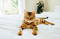 一只老虎条纹的猫躺在白板上，用宽眼睛看着相机