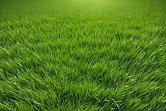 自然风景小草图片