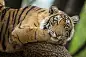 Bengal tiger (Panthera tigris tigris) on a tree, wildlife shot